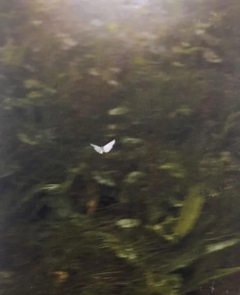 Mariposa blanca volando sobre la vegetación